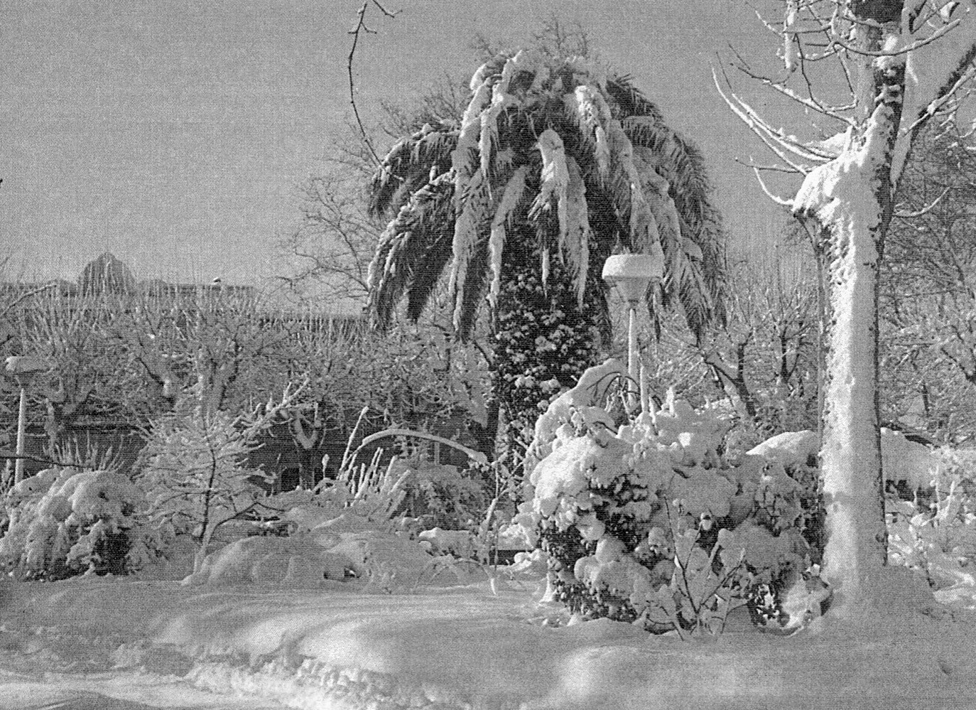 Las 3 olas de frío de febrero de 1956